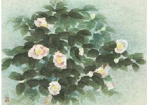 Camellias