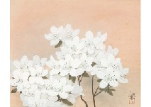 White azalea