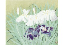 Flower Iris