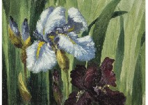 Iris