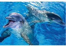 Dolphin(original)