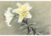 Mountain lily