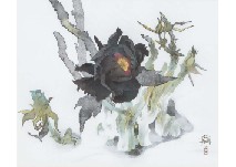 Snow Peony