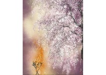 Cherry blossoms in the night