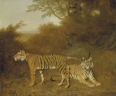 Two Bengal tigers in an savannah landscape, with a man in a tree