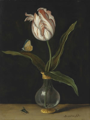 The ‘Zomerschoon’ tulip