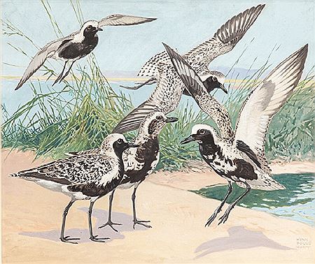 Flight of Black-Bellied Plover