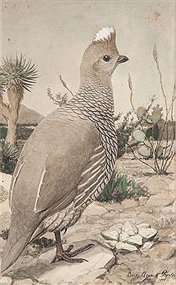 Scaled Quail