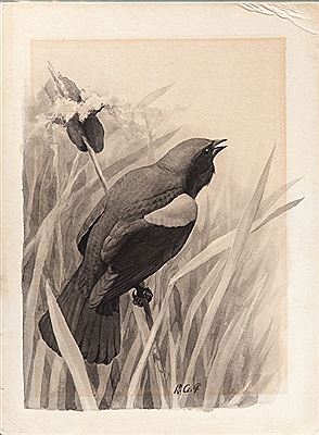 Red-Winged Blackbird