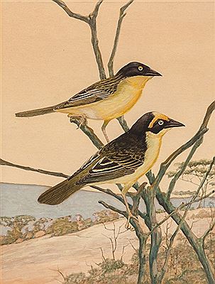 Two Orioles