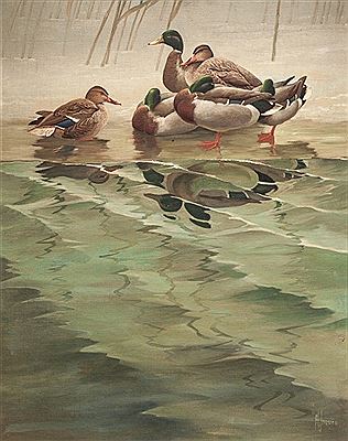Mallards