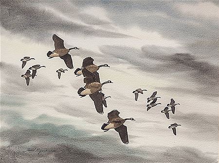 Canada Geese in Flight
