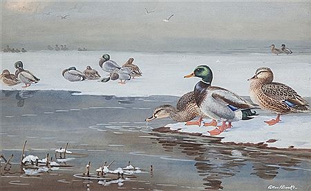 Mallards