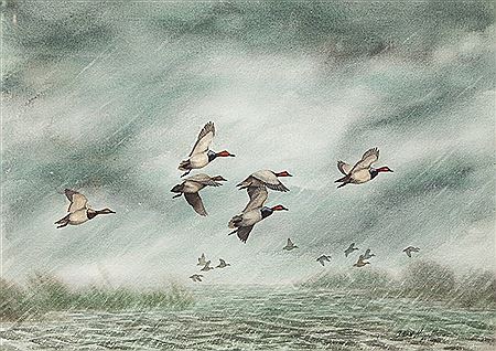 Canvasbacks
