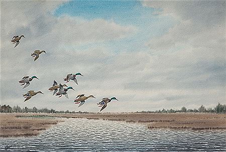 Mallards in Flight Over Marsh