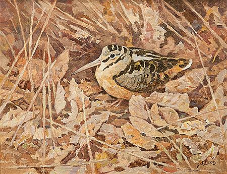 Woodcock