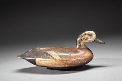 Wigeon Drake