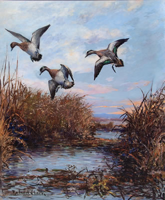 Wigeon