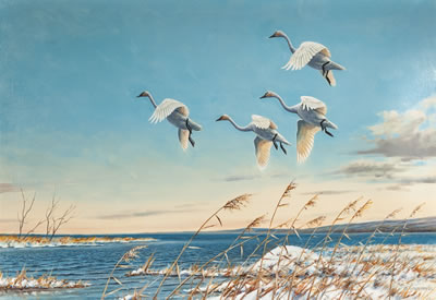 Early Arrival - Tundra Swans, 1982