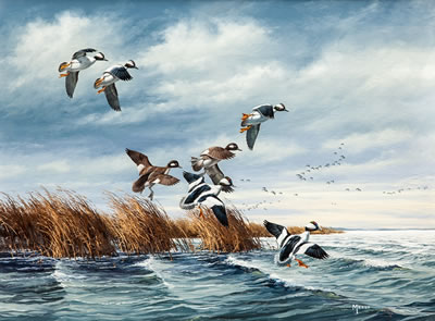 Buffleheads