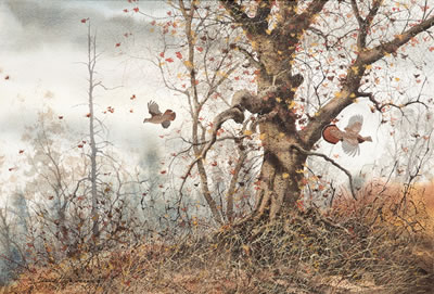 Ruffed Grouse, 1978