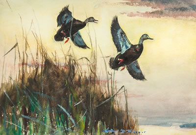 Two Black Ducks