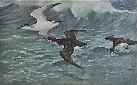 Three shearwaters by Allen William Seaby - Auction record, sale price, and art valuation. Compare with similar artists and explore comparable artworks.