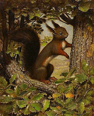 Das Eichhörnchen auf der Eiche