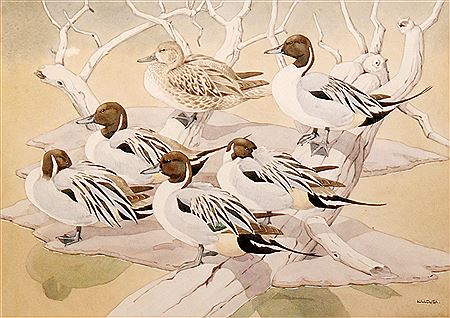 'Pintail ducks' by Noel William Cusa - Auction record, sale price, and art valuation. Compare with similar artists and explore comparable artworks.