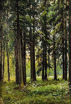 Fir Forest