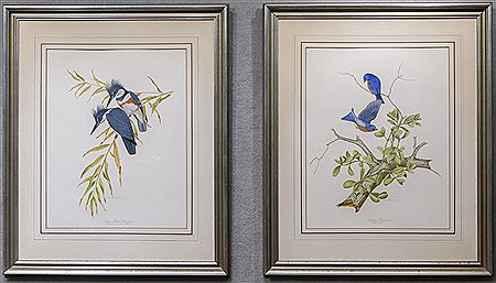 EASTERN BLUEBIRD and EASTERN BELTED KINGFISHER (2)