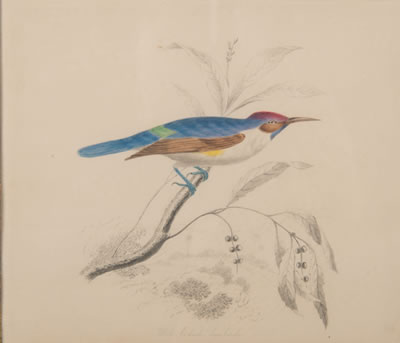 WHITE BODIED SUNBIRD