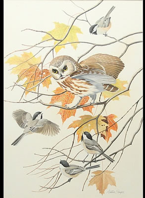 "Saw Whet Owl and Chickadees"