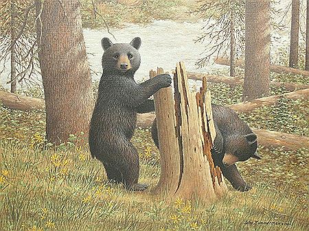 Black Bear Cubs