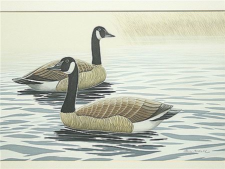 Canada Geese
