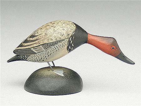 Miniature feeding canvasback drake