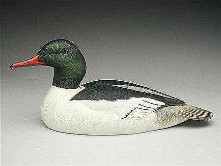 American merganser drake
