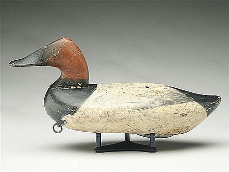 Canvasback drake