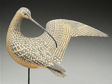 Preening curlew