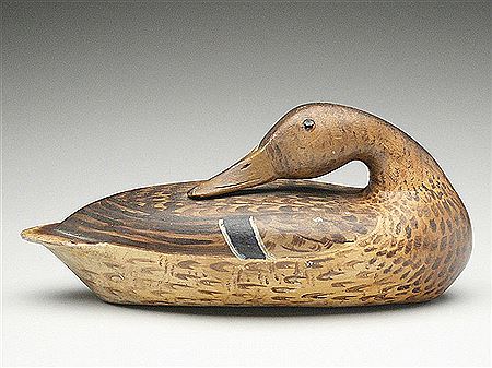 Well formed preening mallard hen