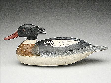 Rare merganser drake