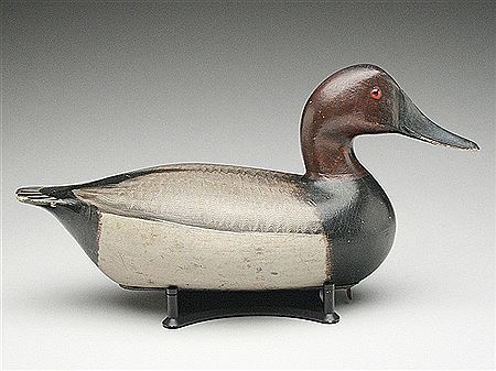 Outstanding canvasback drake