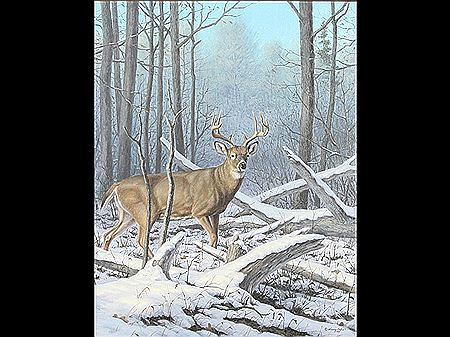 A mule deer in the forest