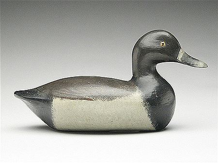 Very rare ringbill drake
