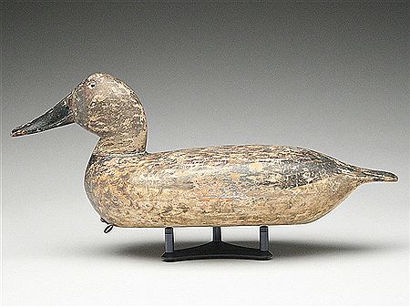 Very rare canvasback hen