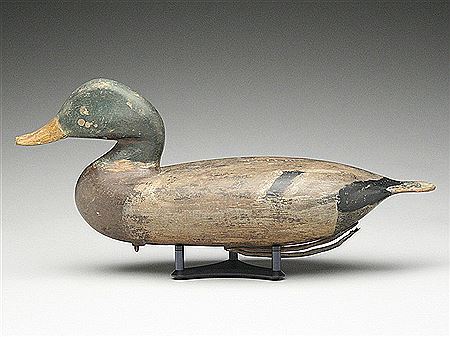 Rare mallard drake