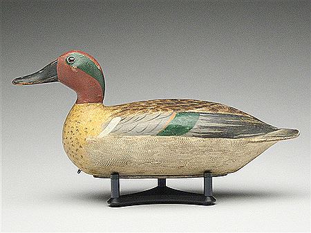 Greenwing teal drake