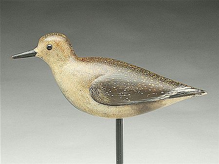 Exceptional golden plover in very rare transitional plumage