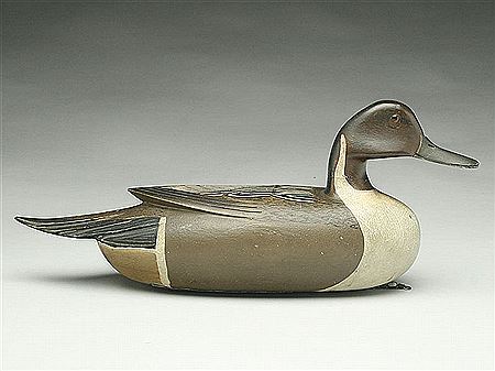 Rare pintail drake