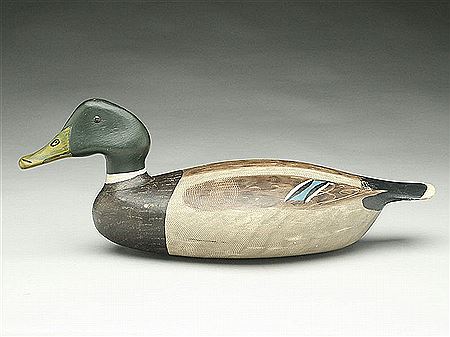 Important mallard drake